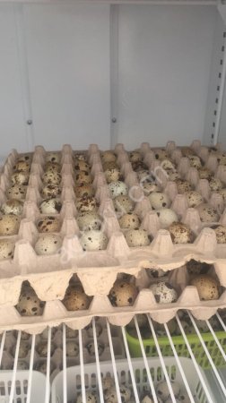 Инкубационное яйцо техасца