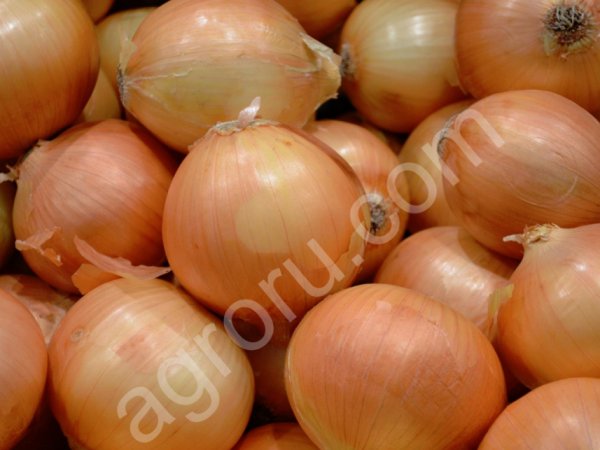 Лук оптом от КФХ