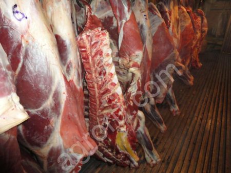 Говядина охлажденная оптом от производителя