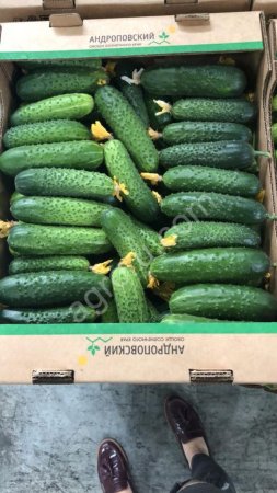 Огурец короткоплодный тепличный Кураж