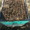 пчёлы карника