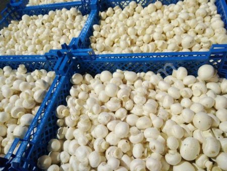 Грибы Шампиньоны свежие