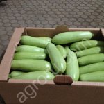 Кабачок