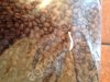Свежий обжаренный кофеArabica Brazil Santos Grinder ss GC scr.13 UP