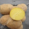 картофель  семенной