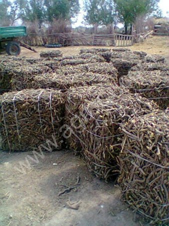 Корень солодки