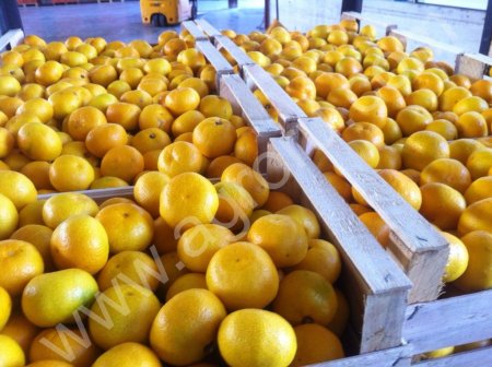 мандарины оптом