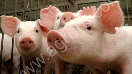 месячные поросята