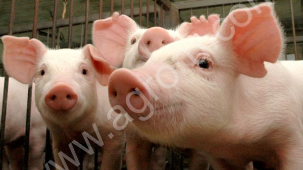 месячные поросята