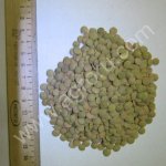 Чечевица зеленая