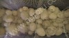 Рамки с сетками (б/у) для проращивания семенного картофеля.