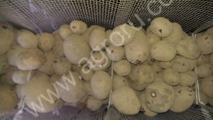 Рамки с сетками (б/у) для проращивания семенного картофеля.