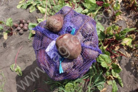 Свекла столовая