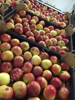 Яблоки
