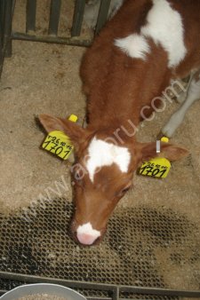 Маты-коврики для содержания КРС