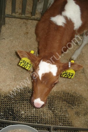 Маты-коврики для содержания КРС