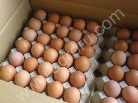 Яйцо куриное