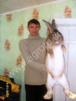 кроликов - гигантов породы Немецкий Ризен