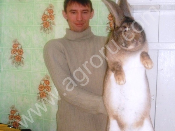 кроликов - гигантов породы Немецкий Ризен