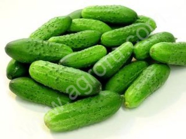 Огурцы свежие.