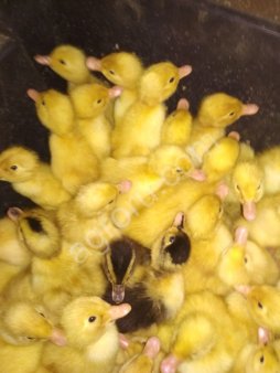 Мускусные индоутки, утята