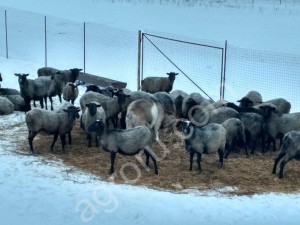 Баранина живым весом