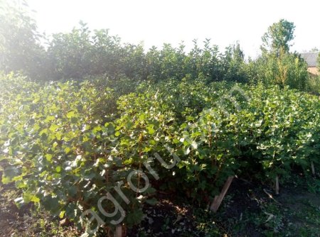 САЖЕНЦЫ ПЛОДОВО-ЯГОДНЫХ ДЕРЕВЬЕВ И КУСТАРНИКОВ