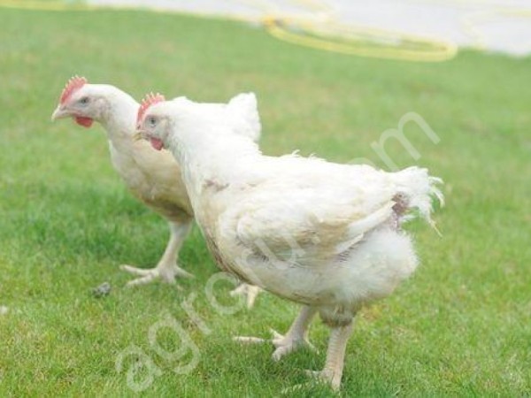Бройлерные цыплята и куры на мясо
