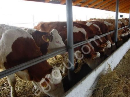 Быки на мясо