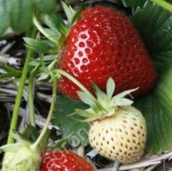 рассаду клубники