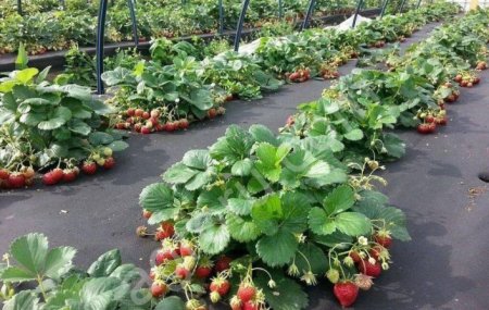 Рассада клубники