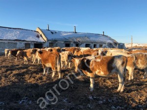 Телочки Симментальской породы