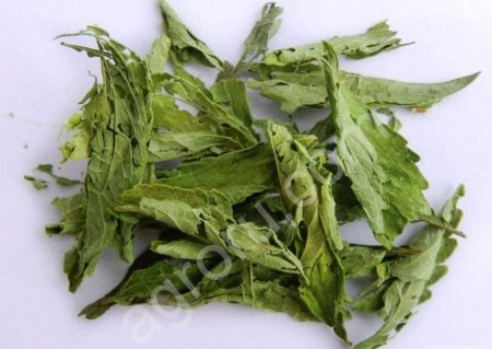 Стевия, или двулистник сладкий — Stevia rebaudiana (Bertoni) Bertoni.