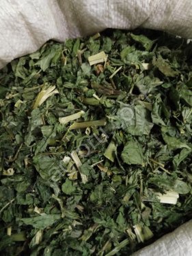 Галега лекарственная Козлятник лист