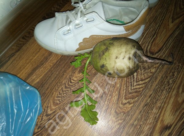 Дайкон оптом от производителя