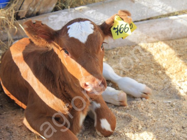 Телочки айрширской породы