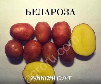 Семенной картофель Белароза