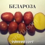 Семенной картофель Белароза