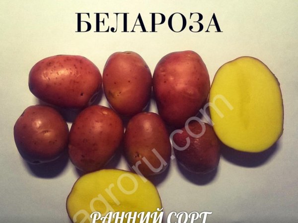 Семенной картофель Белароза