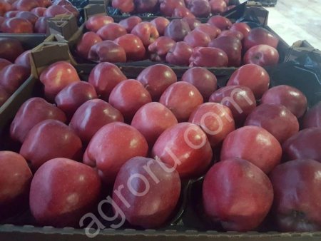 яблоки ред чиф, айдаред, глостер