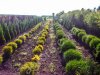 Саженцы,деревья и кустарники