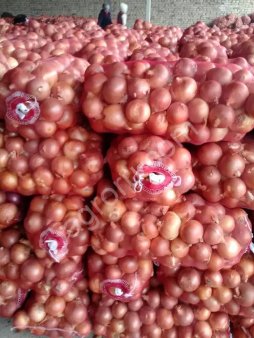 лук репчатый