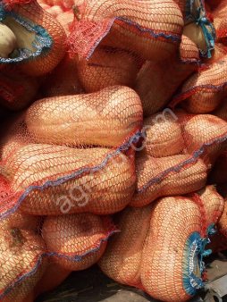 Тыква матильда