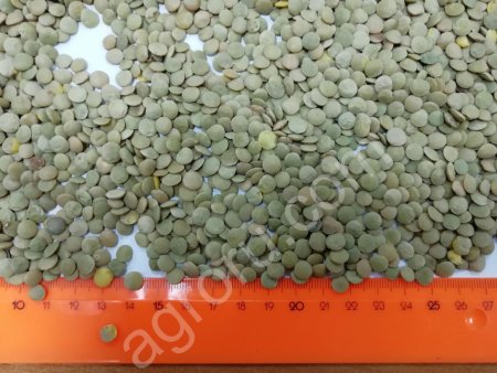чечевица зеленая / green lentils