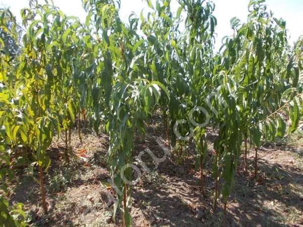 Саженцы: Груши, Яблони, Черешни, Сливы, Алычи, Персика, Абрикосы, Миндаля, Грецкого ореха, Фундука и