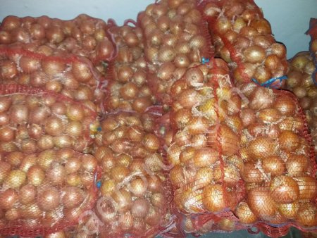 Лук Репчатый