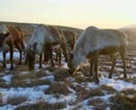 Из-за теплой погоды убой оленей в НАО идет медленными темпами