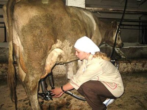 В Челябинской области возрождается соревнование операторов машинного доения