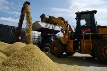 Российский зерновой рынок: цены растут на все культуры во всех регионах