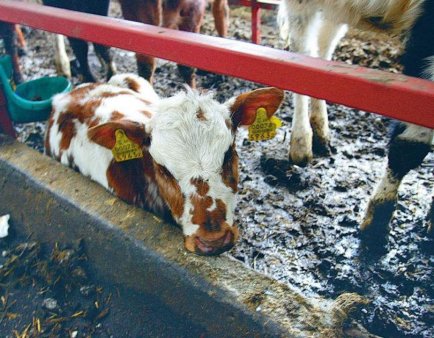 У иркутских фермеров от голода дохнут коровы - цены на сено зашкаливают